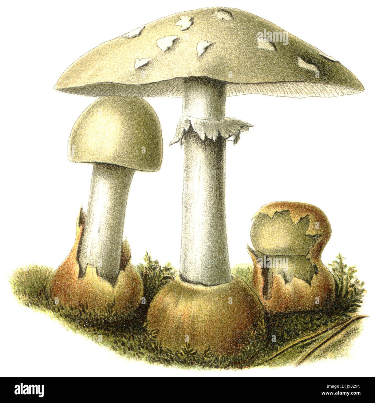 Бледная поганка гриб