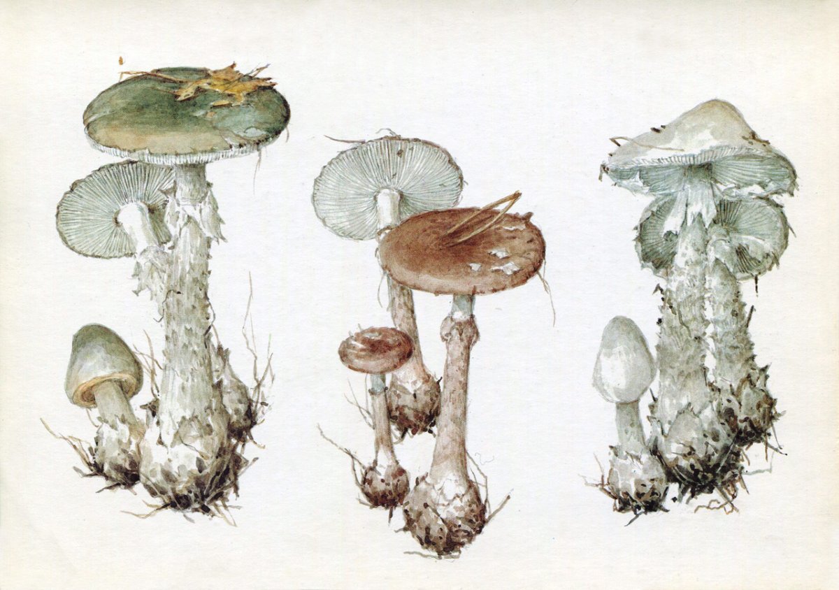 Бледная поганка рисунок