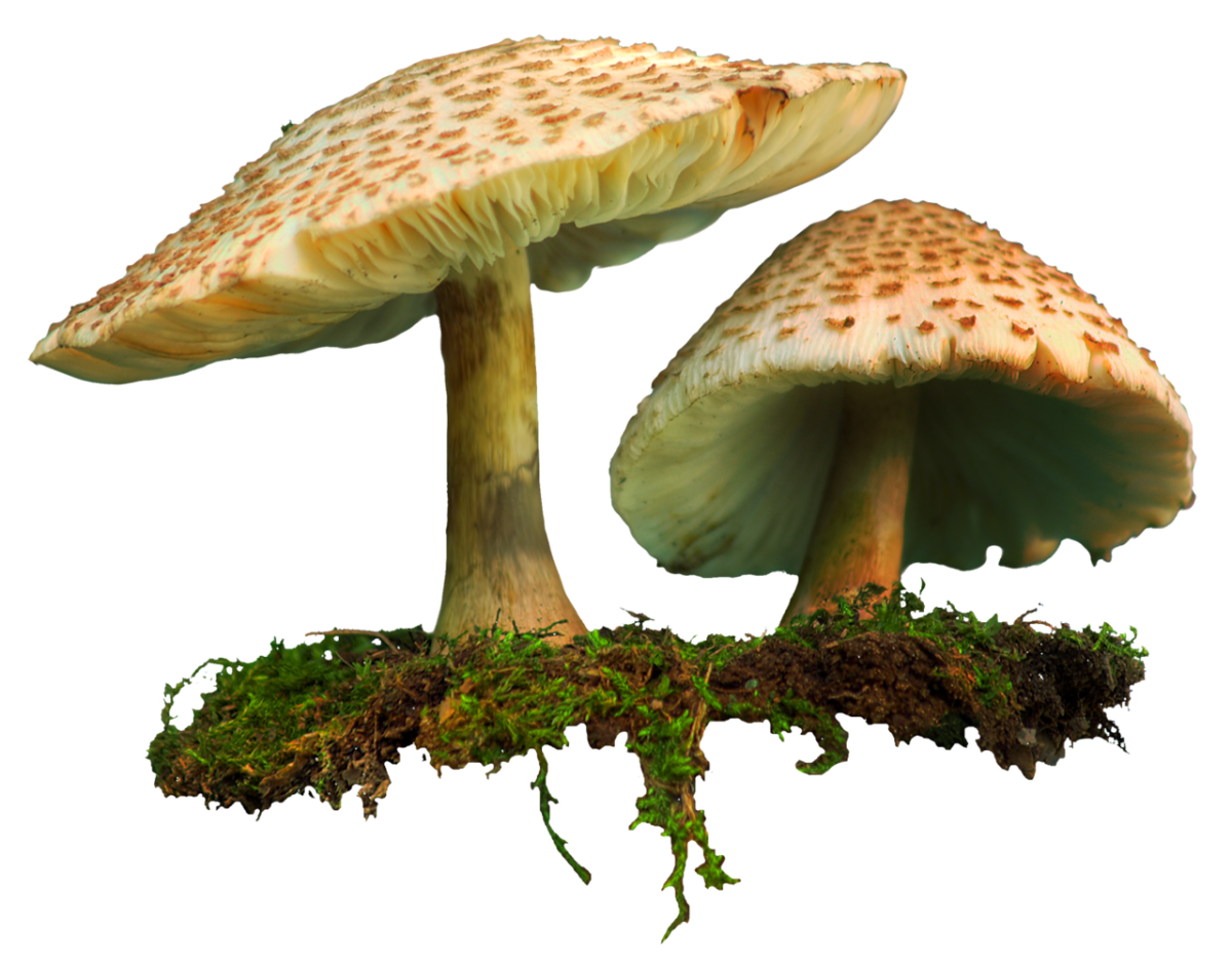 Бледная поганка гриб без фона