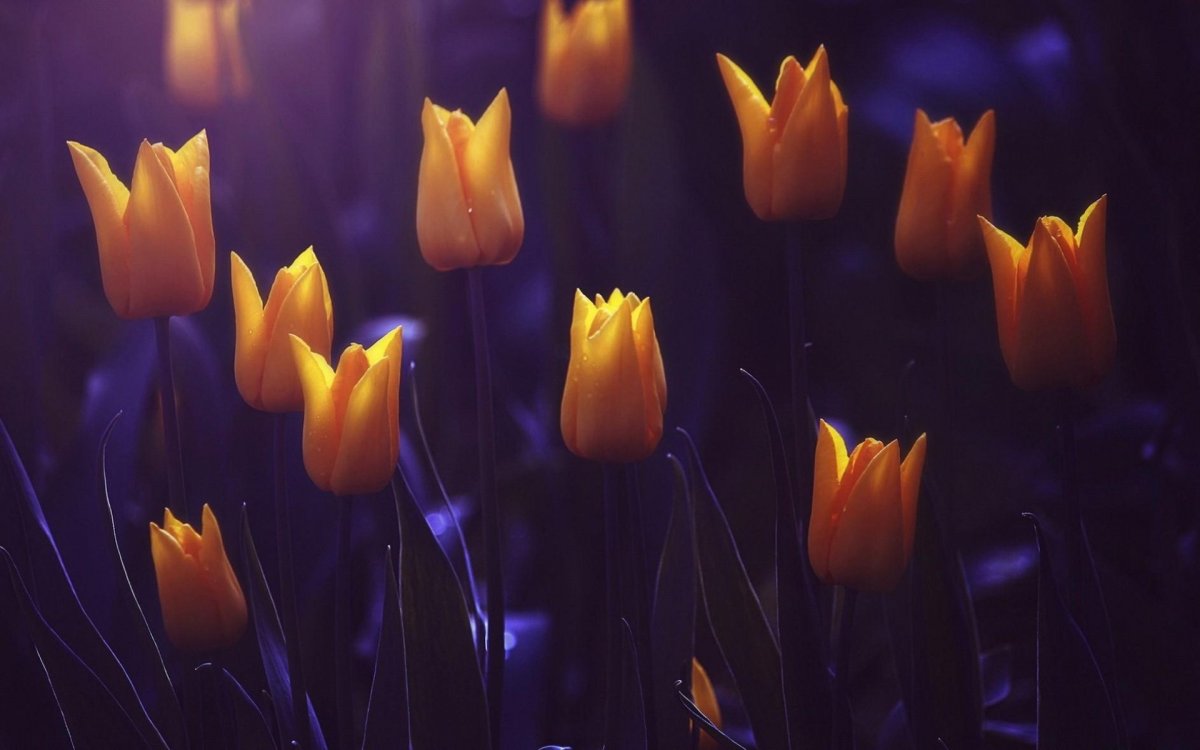 Ночной цветок