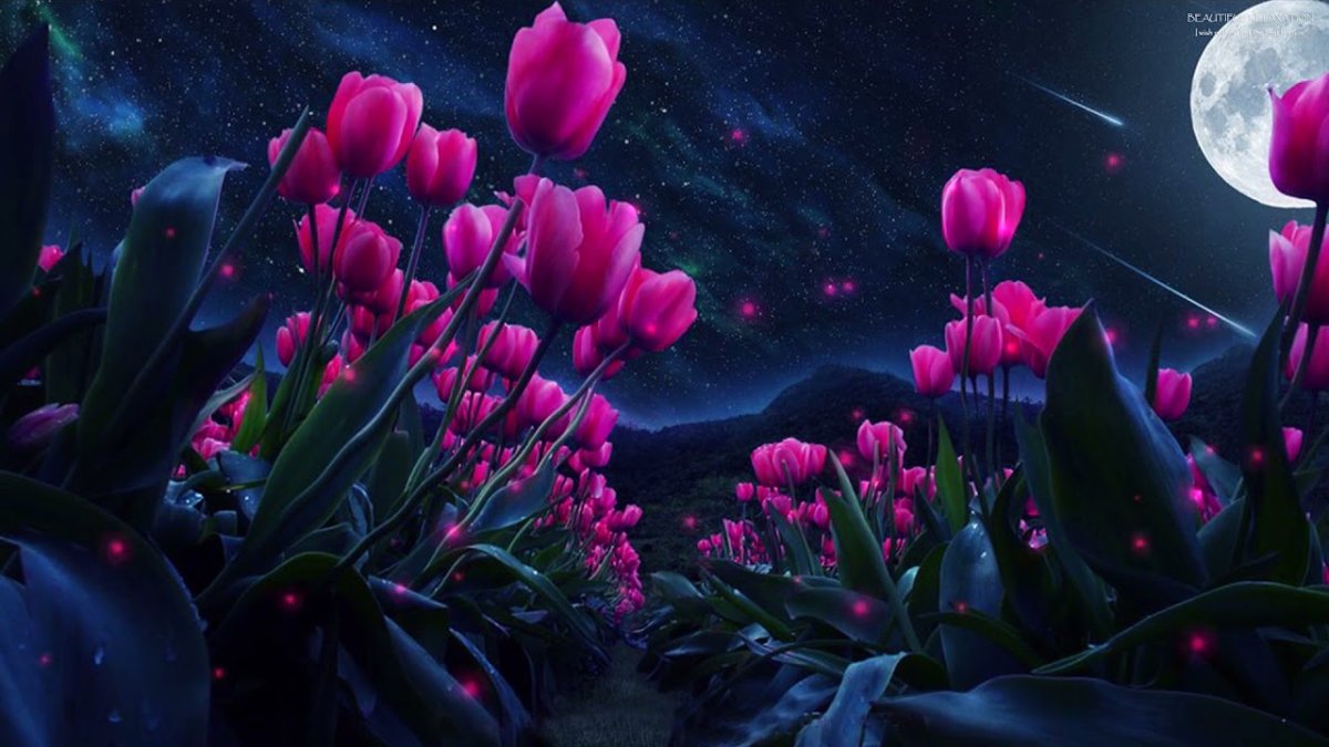 Цветы ночью