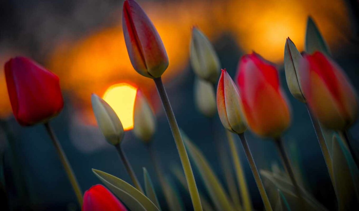 Тюльпан на фоне солнца