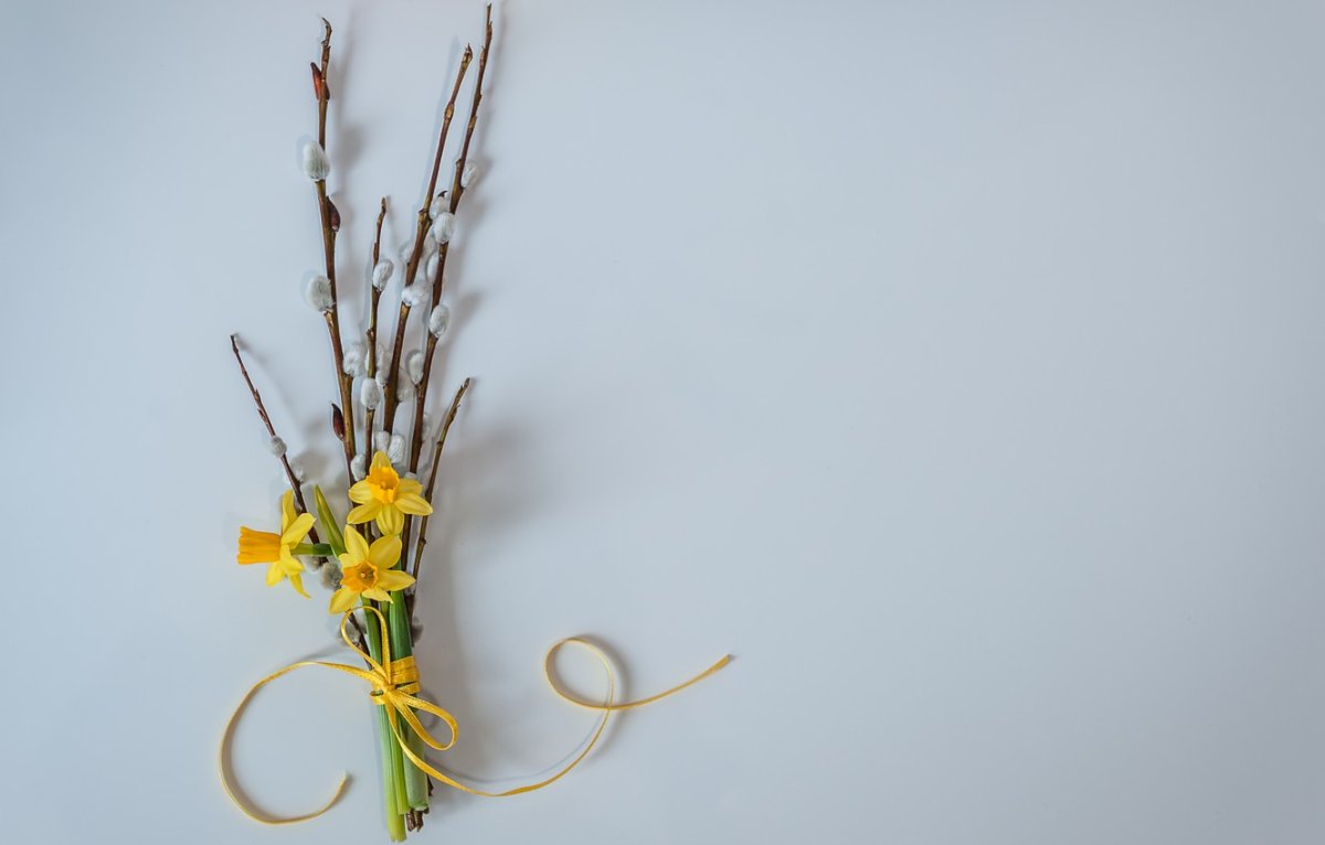 Ветка вербы с цветами