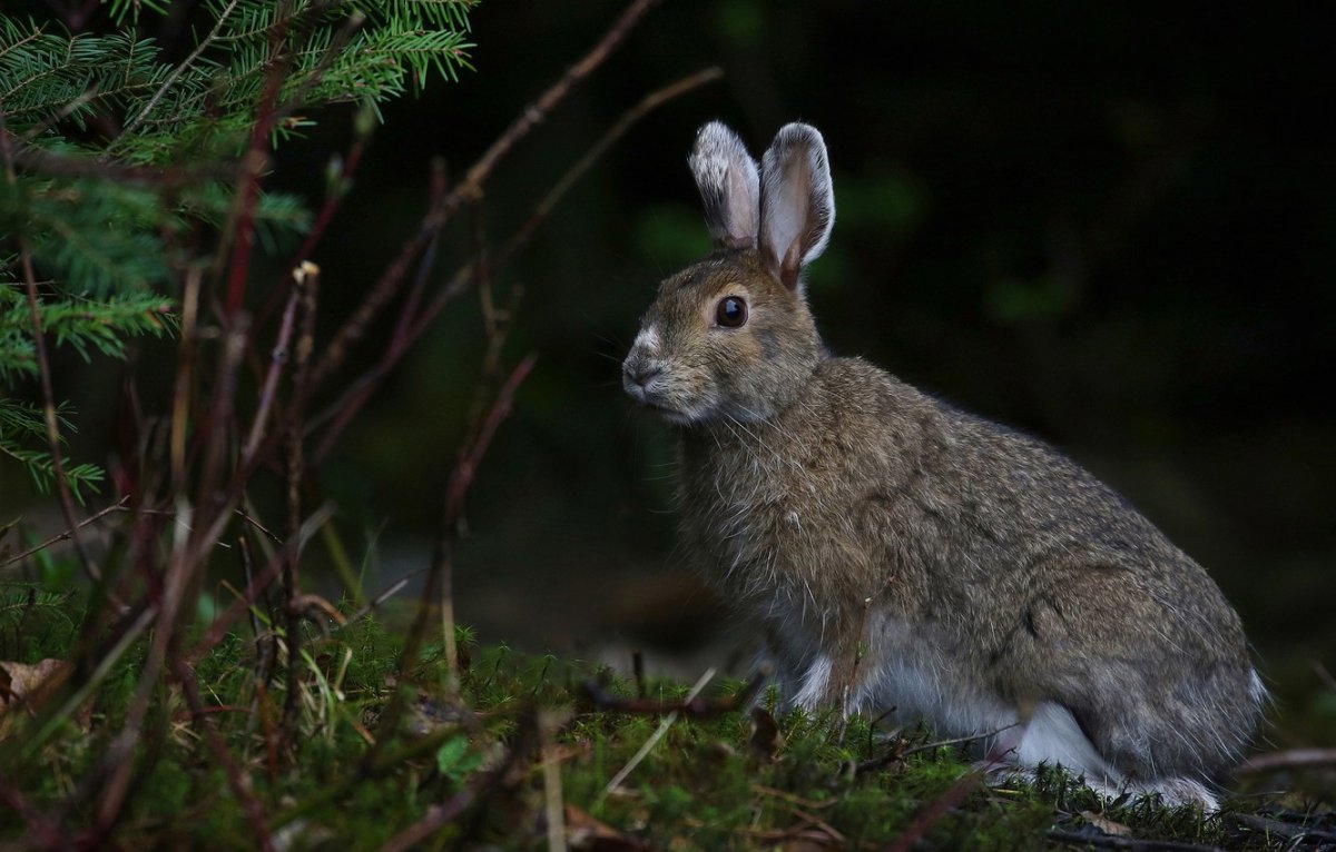 Заяц Беляк серый
