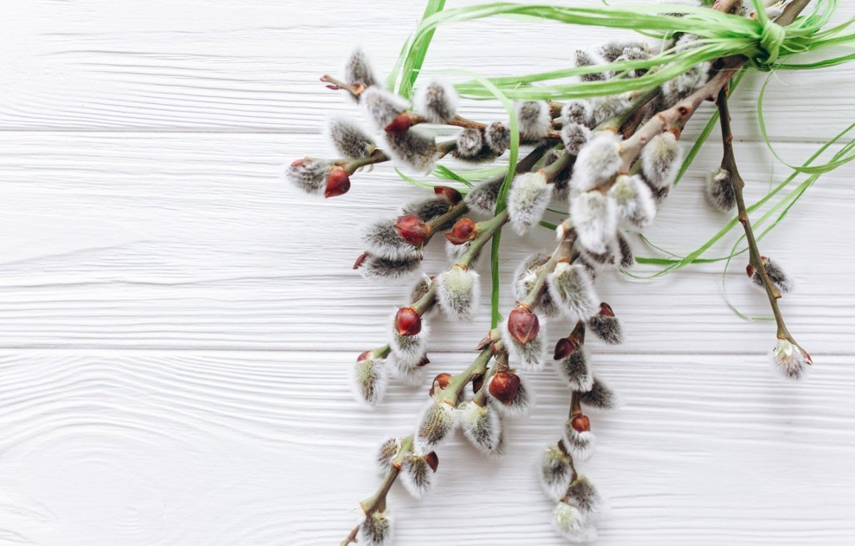 Вербная веточка