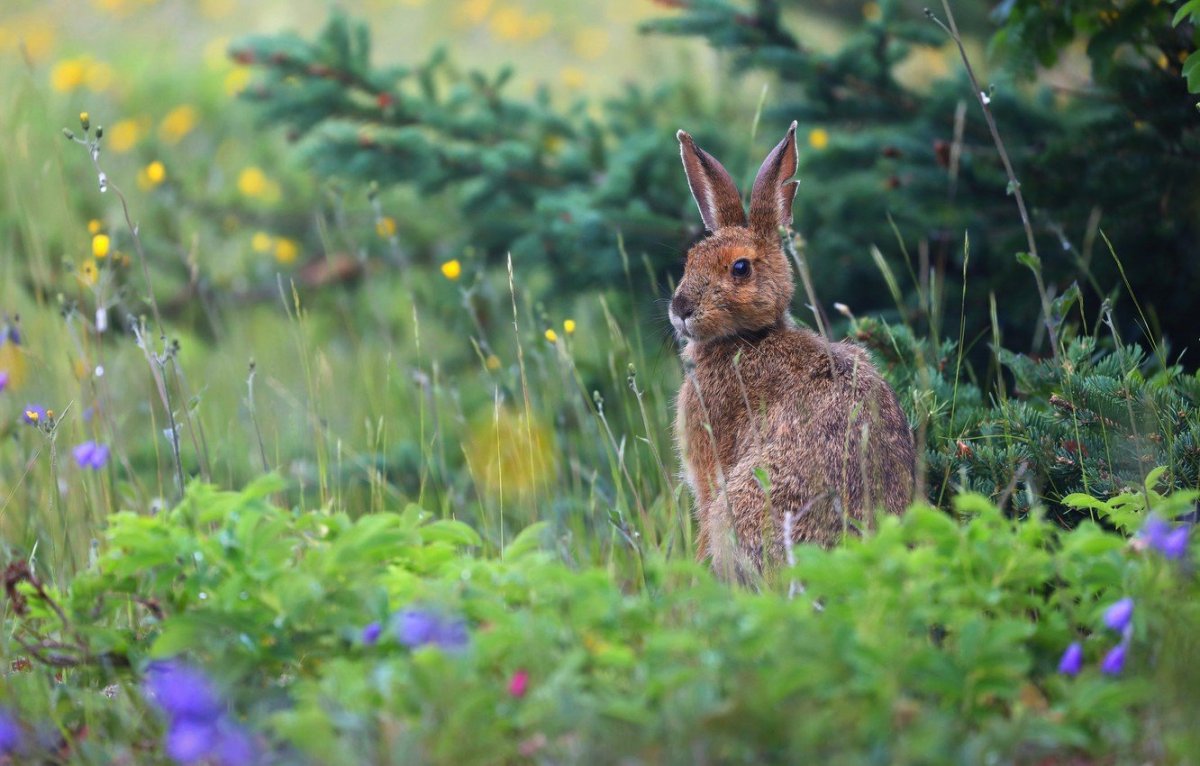 Заяц Русак в тайге