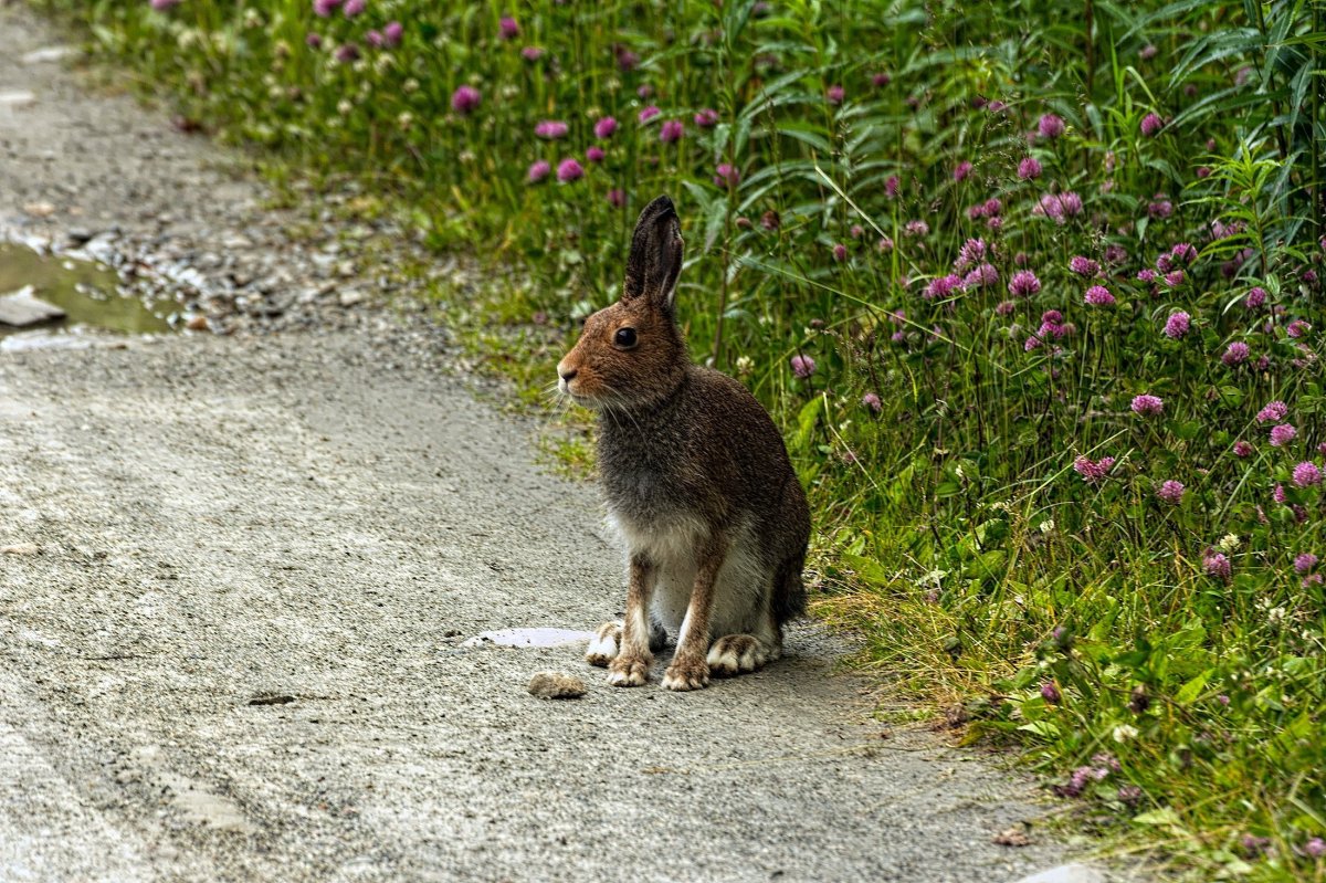 Заяц на дороге