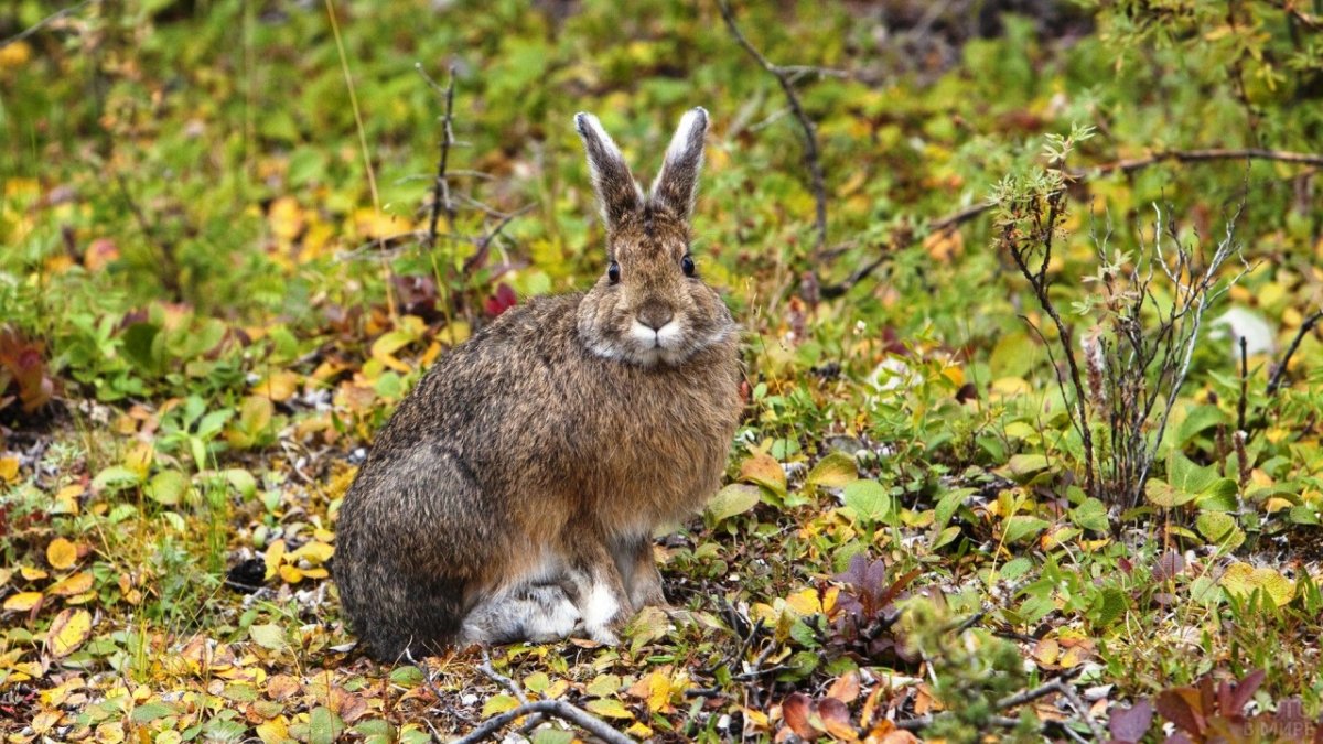 Белохвостый кролик