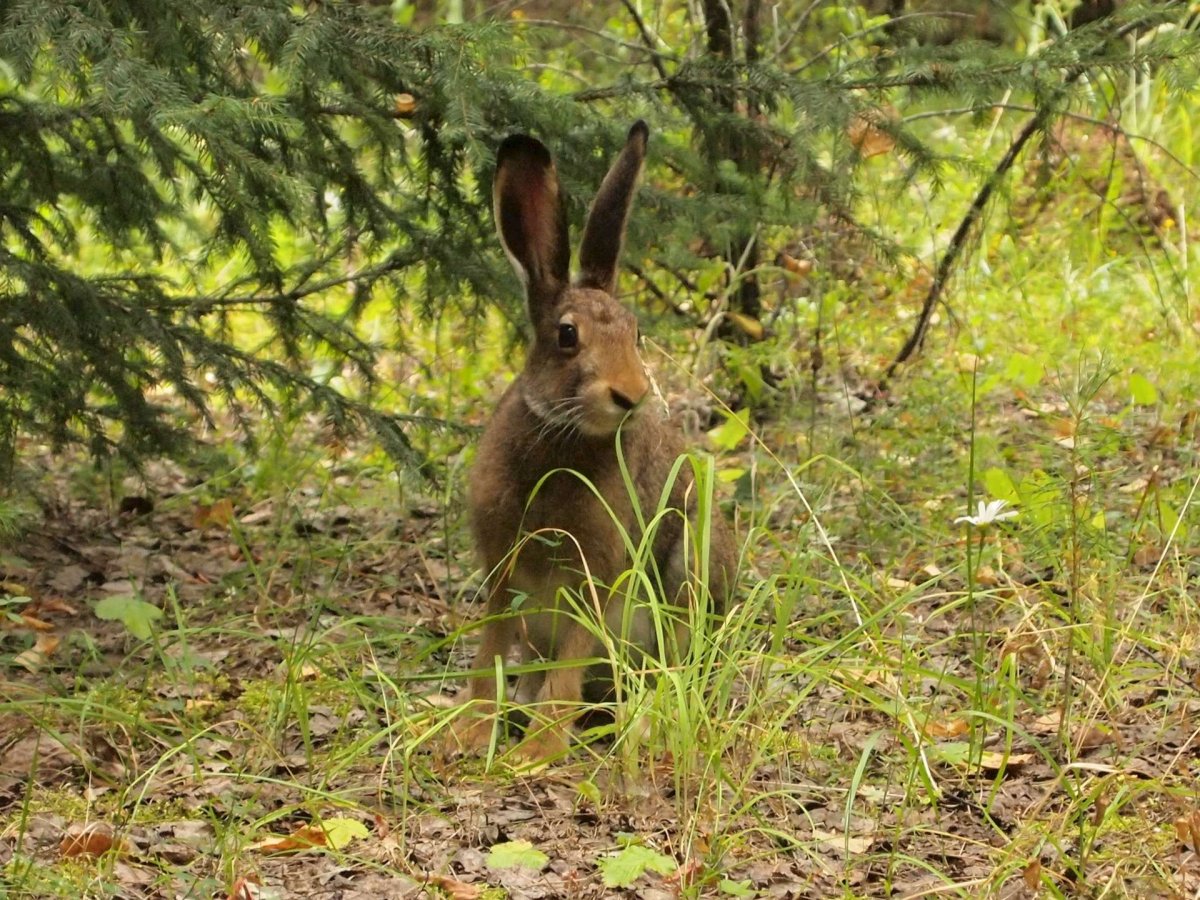 Василий парильщик (Лесной праздник)