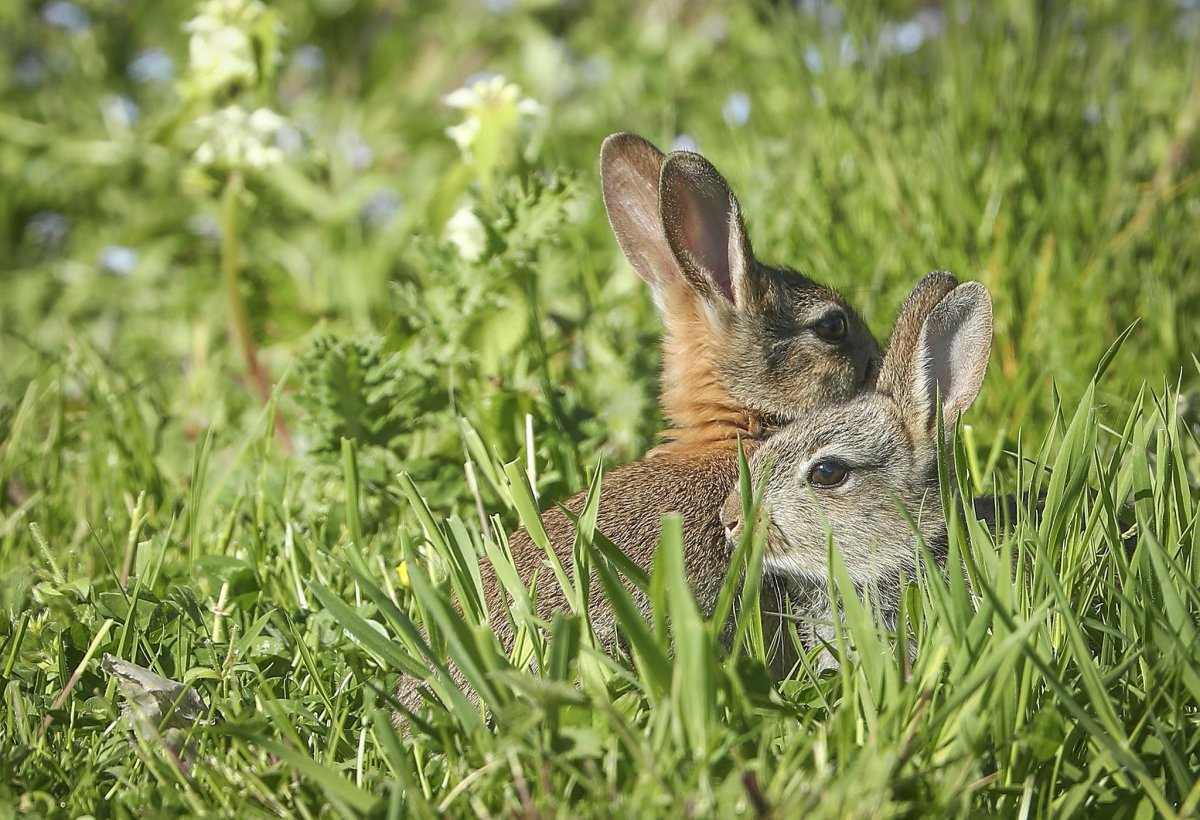Зайчонок в траве
