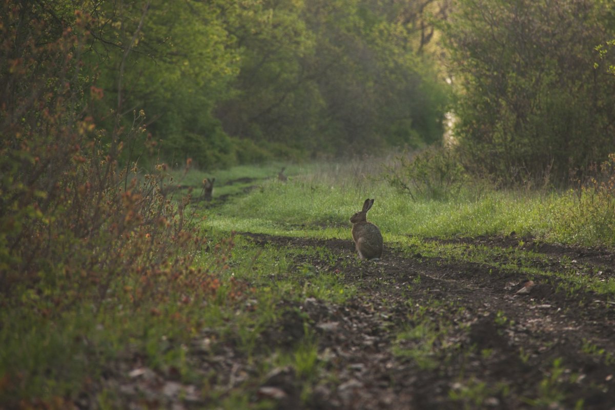 Александровский лес Азовский район фото