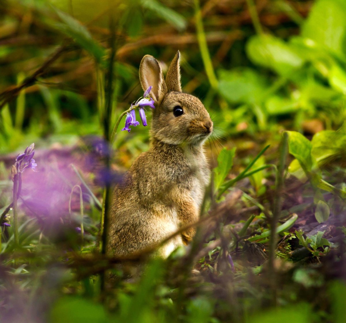 Заяц в лесу