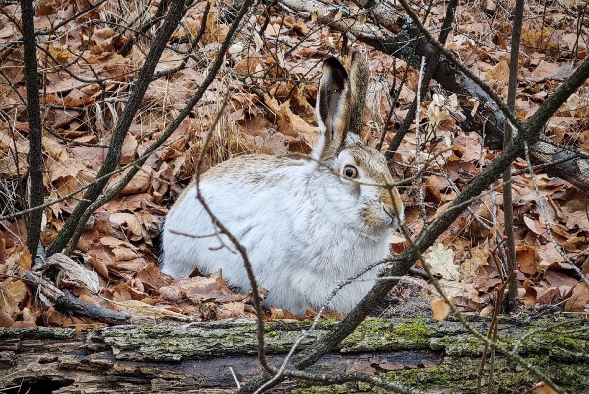 Кумысная Поляна животные