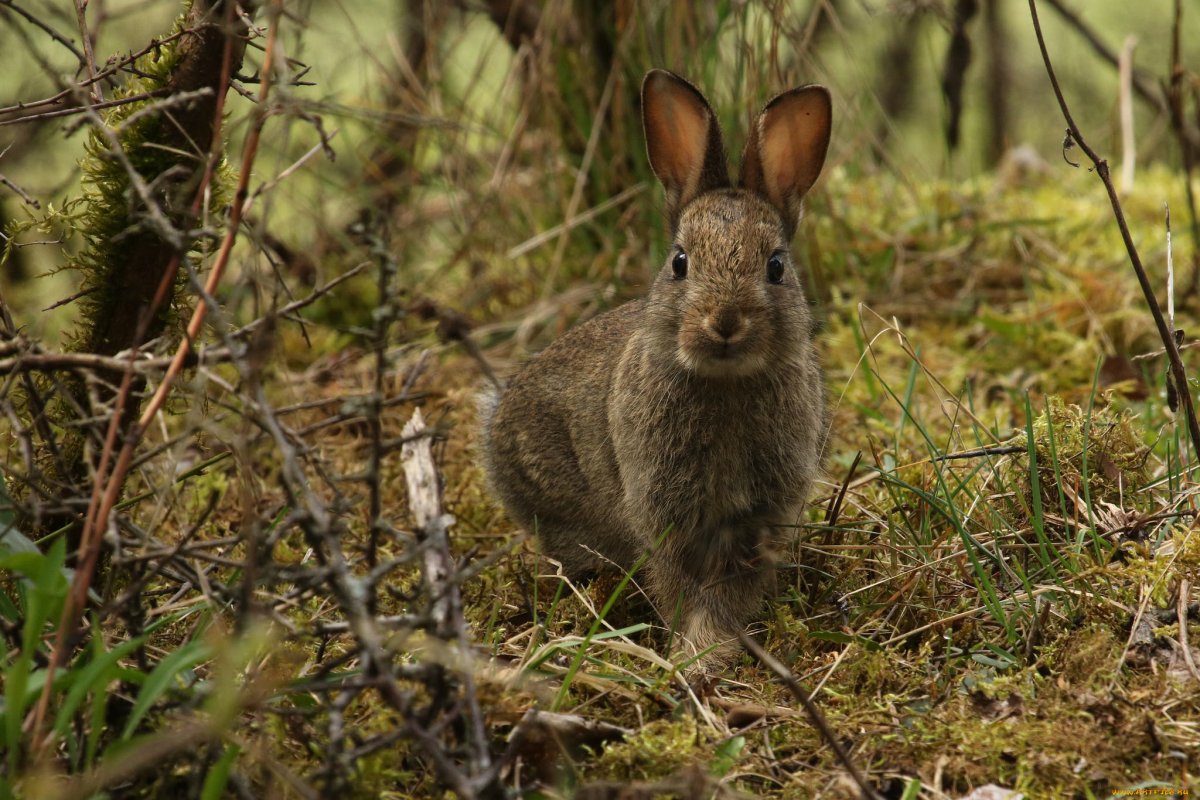 Заяц в лесу