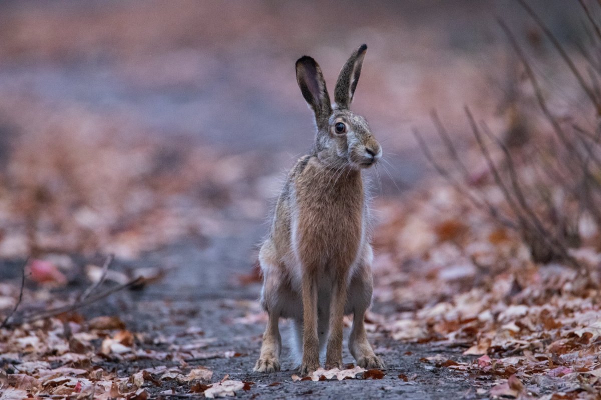 Заяц животное осень