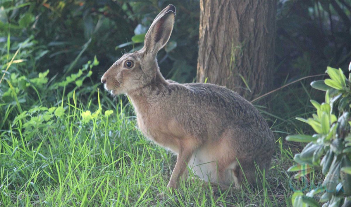 Зайцеобразные Русак