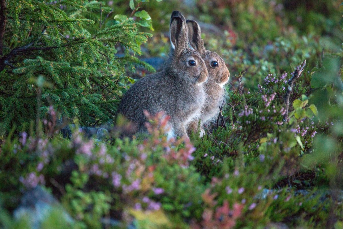 Животные русского леса