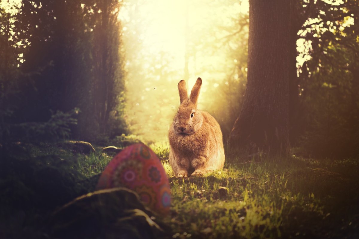 Локации для фото с зайцем