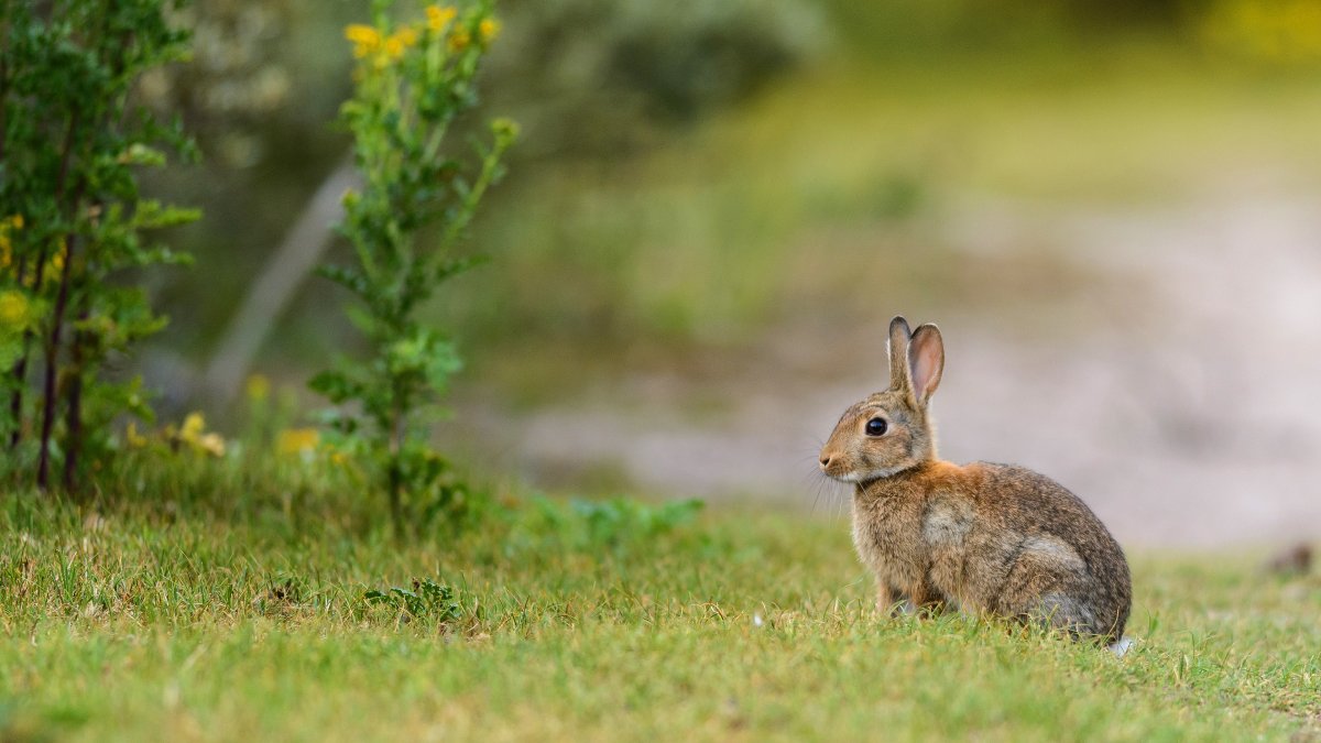 Кролик в лесу