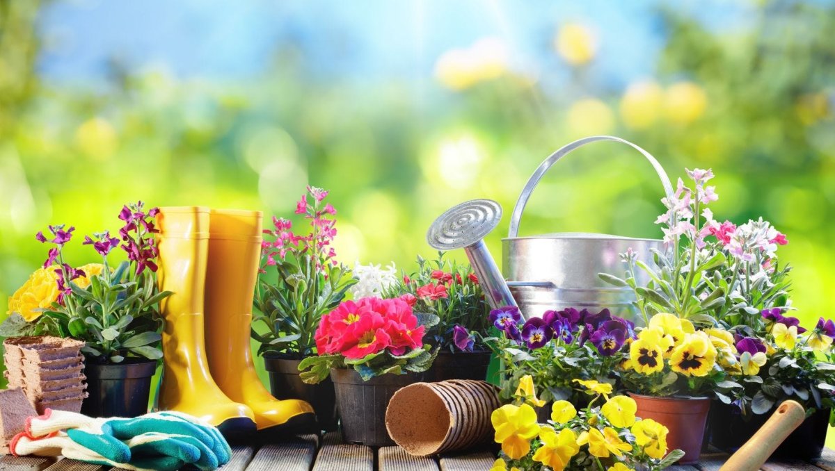 Дачный сезон