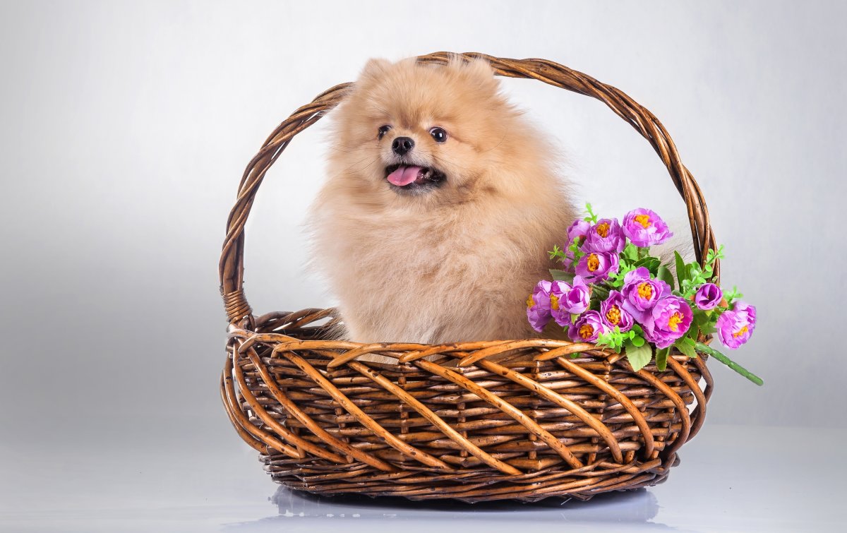 Померанский шпиц