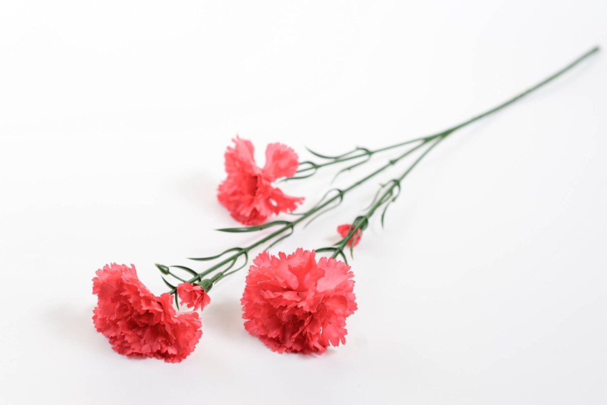 Красные гвоздики