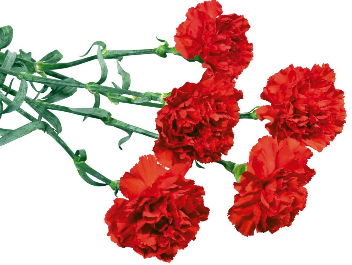 Свеча и гвоздики