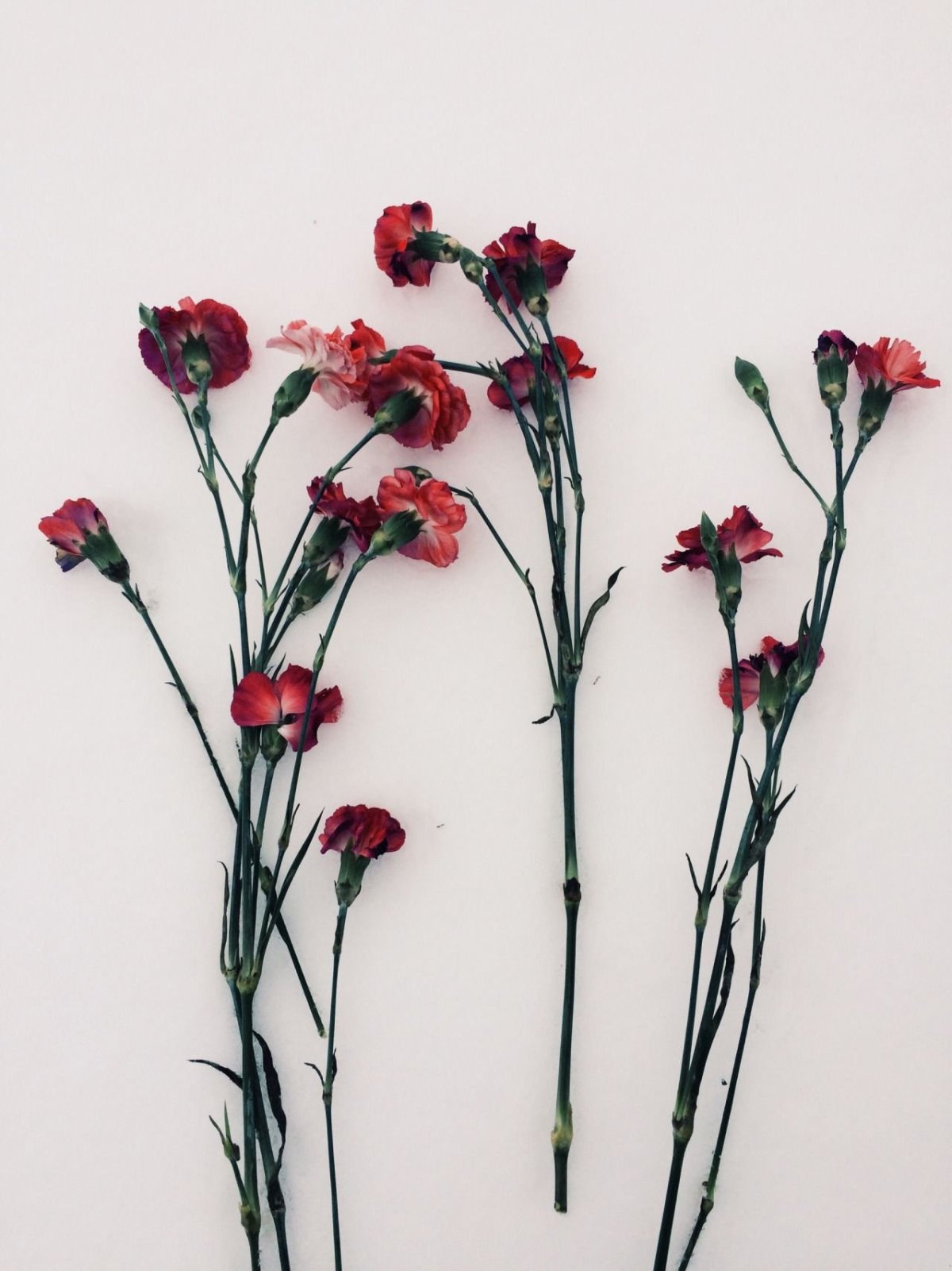 Гвоздики 2 штуки