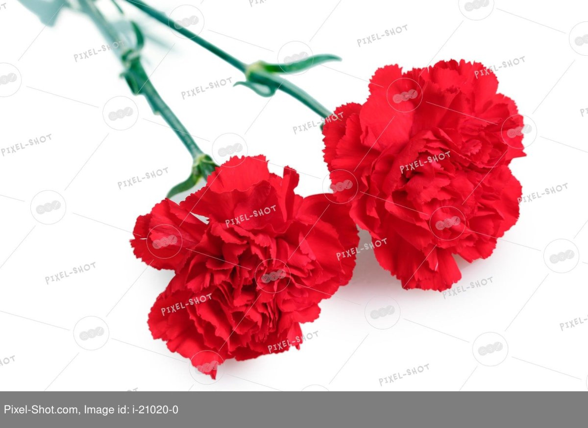 Ветка гвоздики