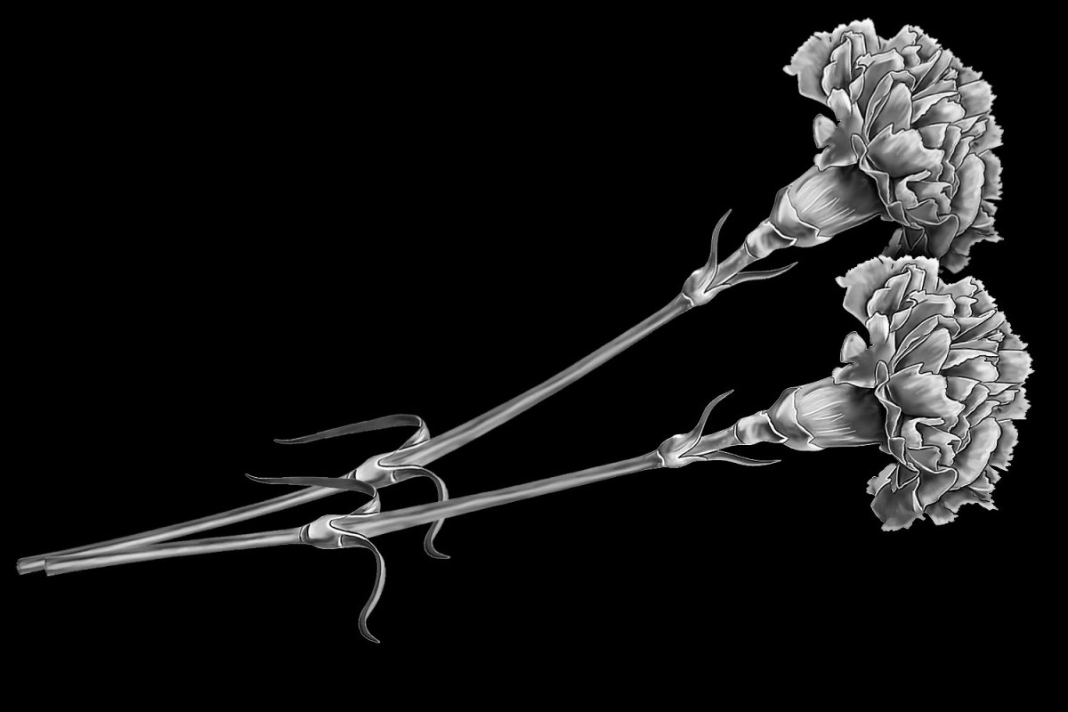 Две гвоздики