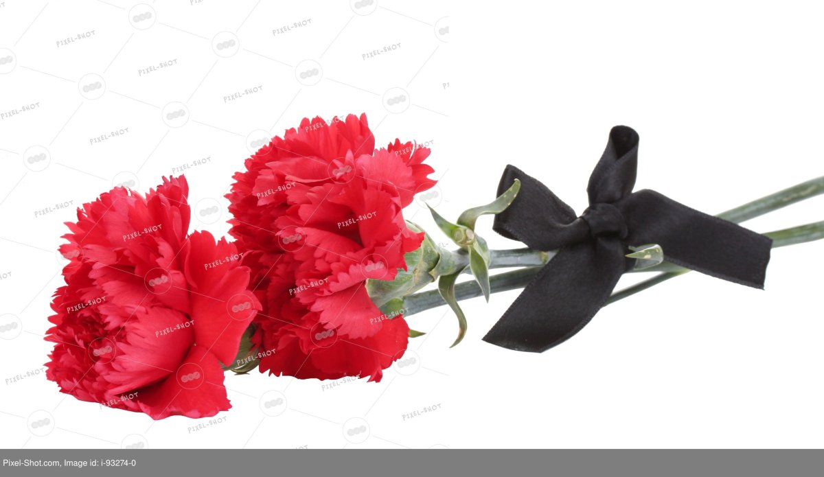 Красная гвоздика с георгиевской лентой