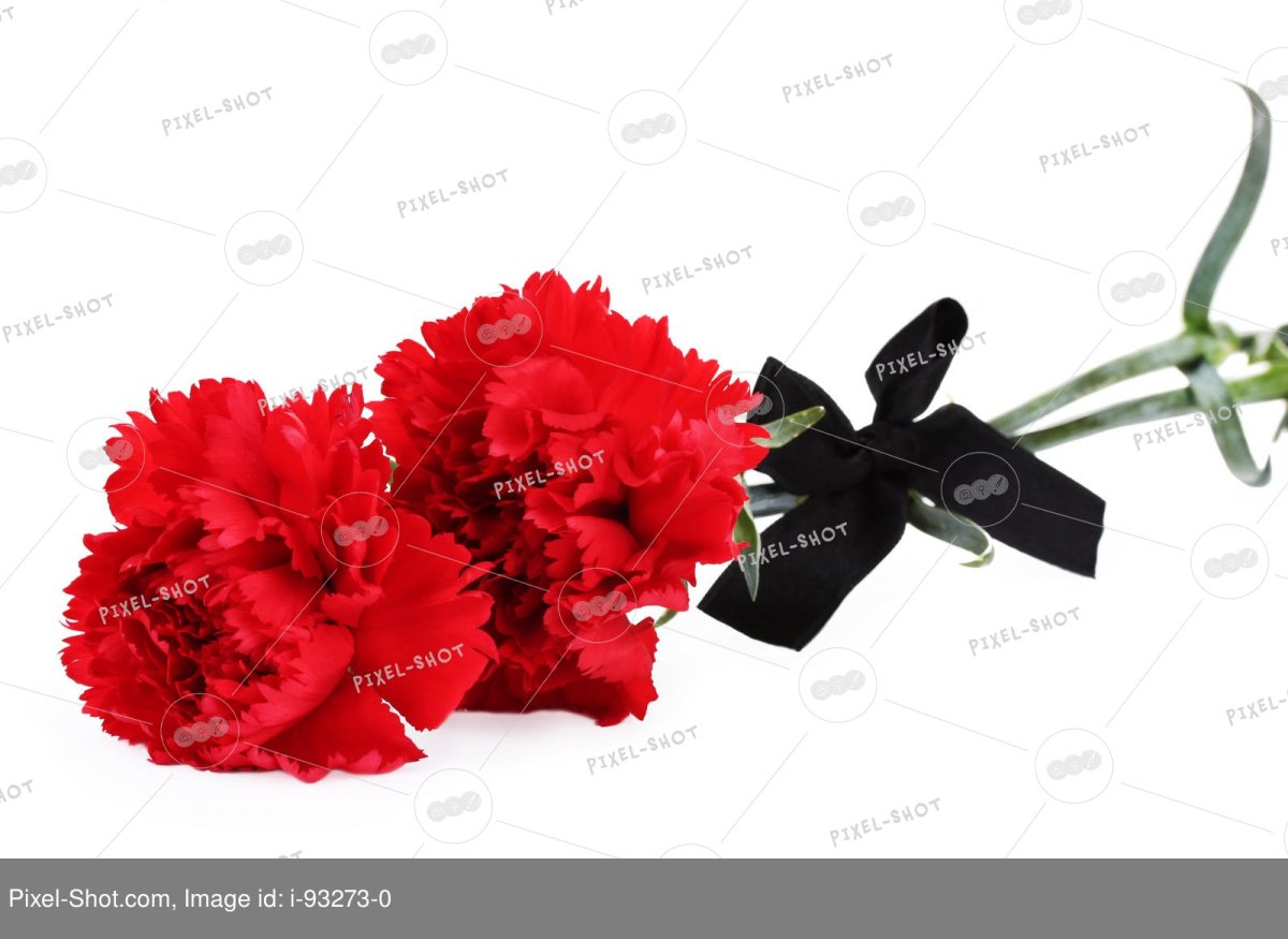 Гвоздика силуэт