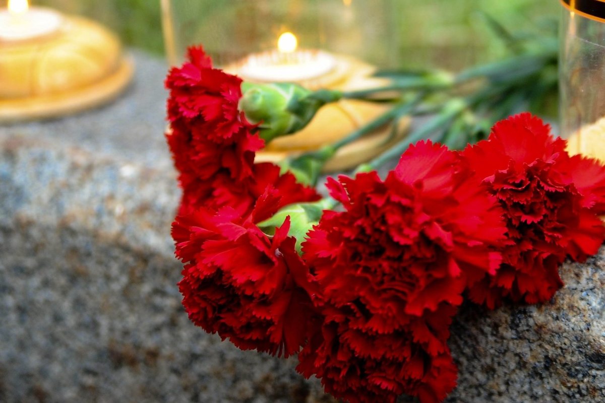 Гвоздики 9 мая