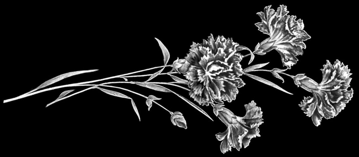 Индийская гвоздика