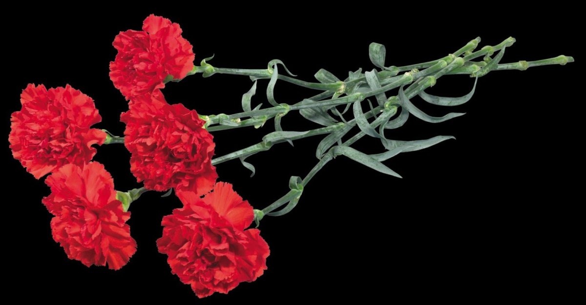 Две красные гвоздики