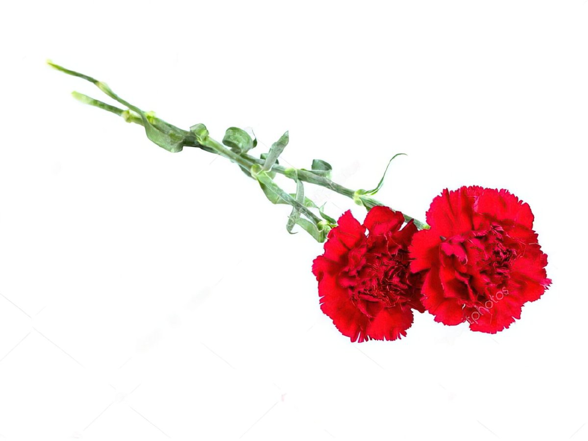 Траурные гвоздики