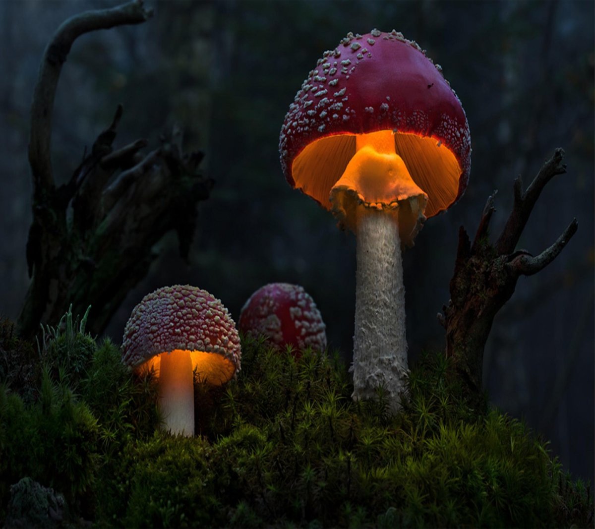 Сказочные грибы