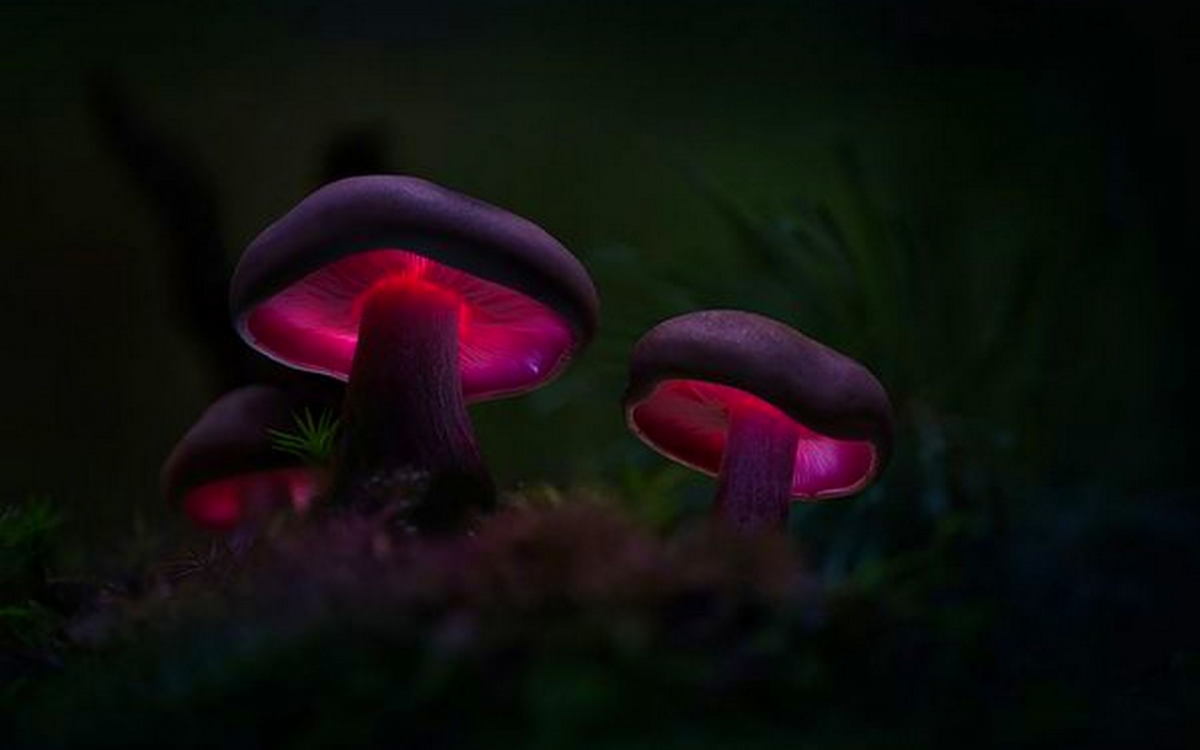 Волшебные грибы