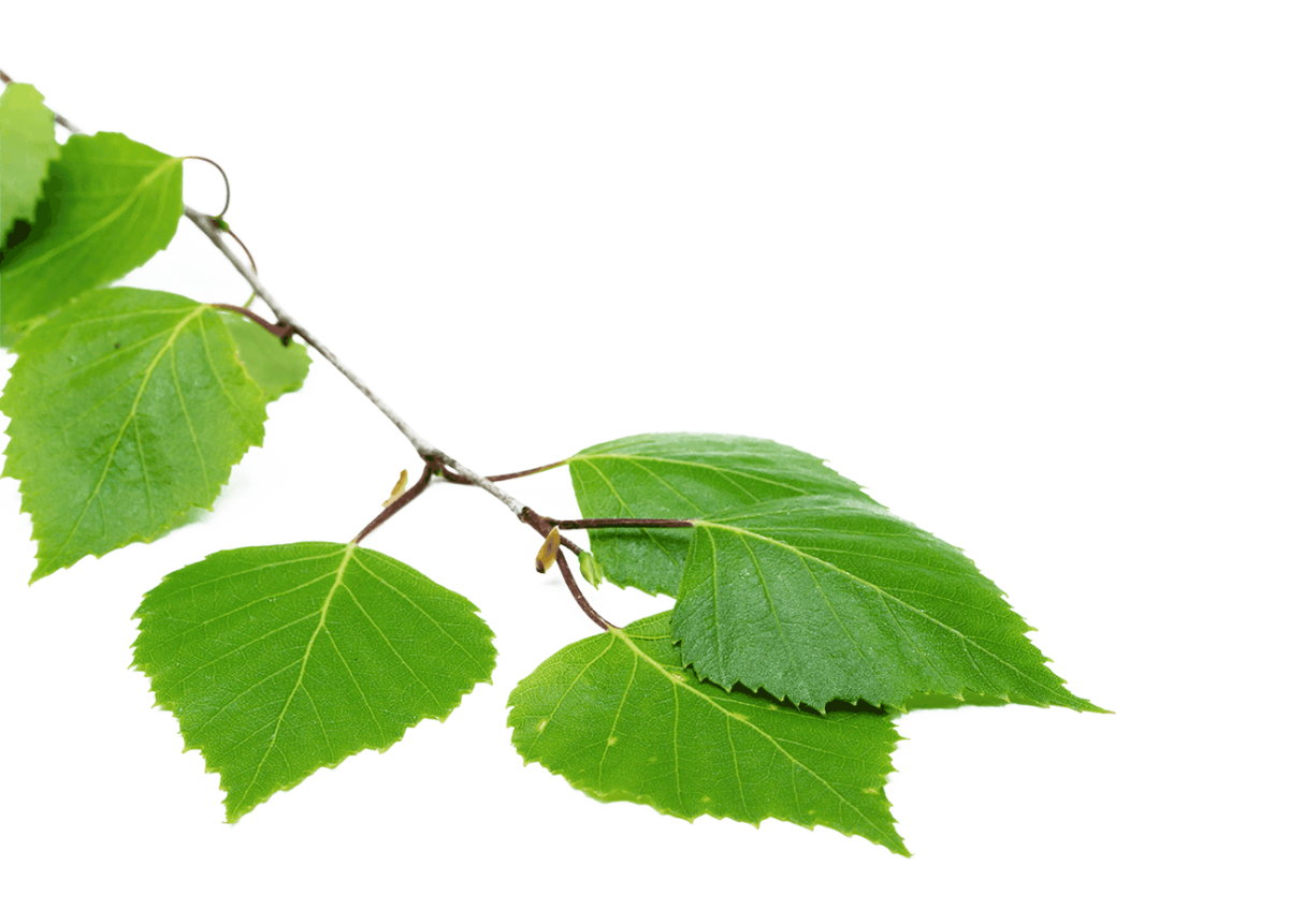 Березовые почки на белом фоне