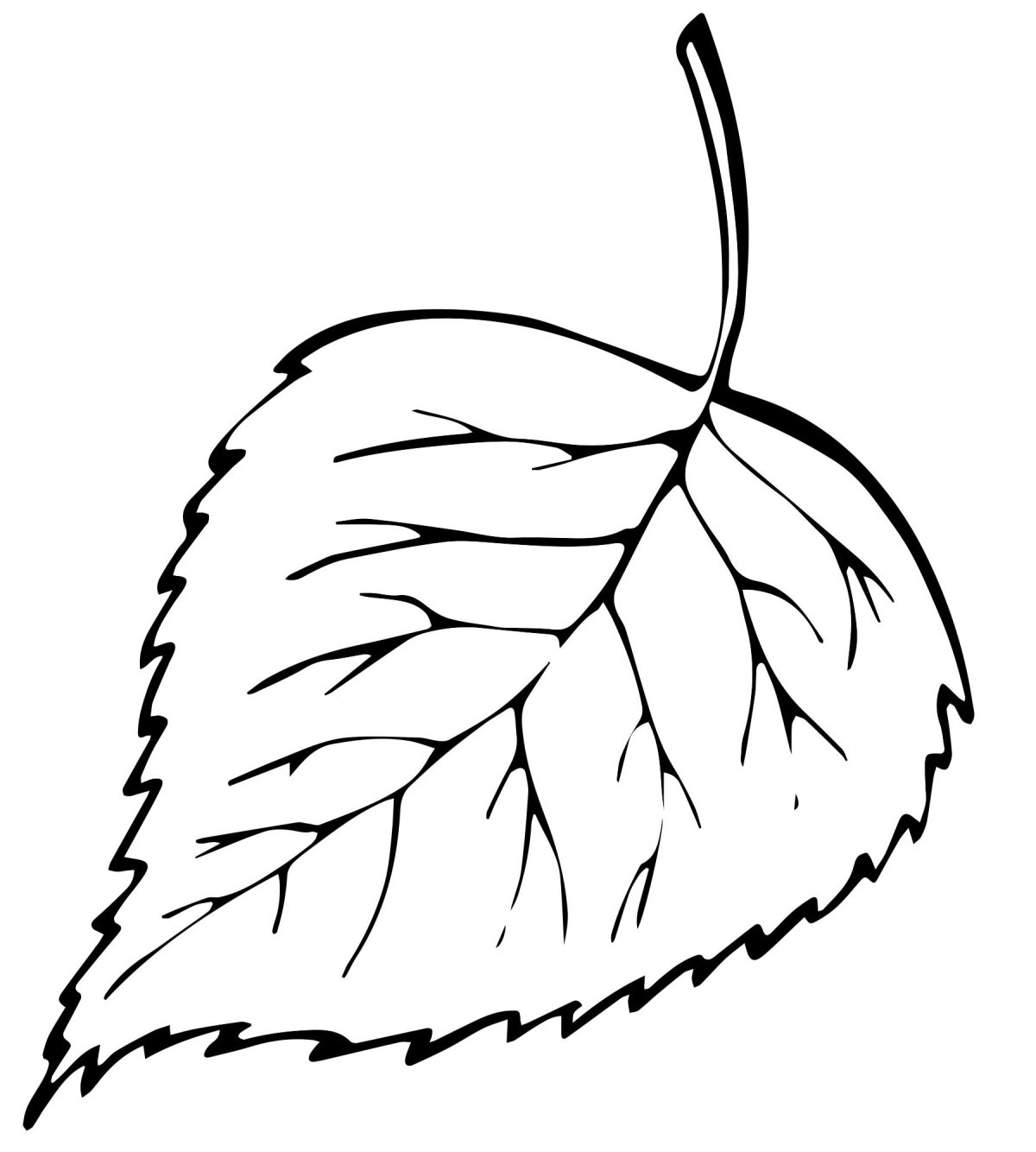 Березовые сережки на белом фоне