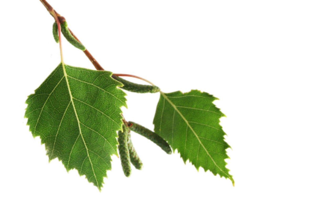 Лист березы рисунок