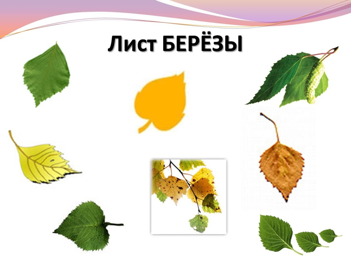 Лиственные деревья береза