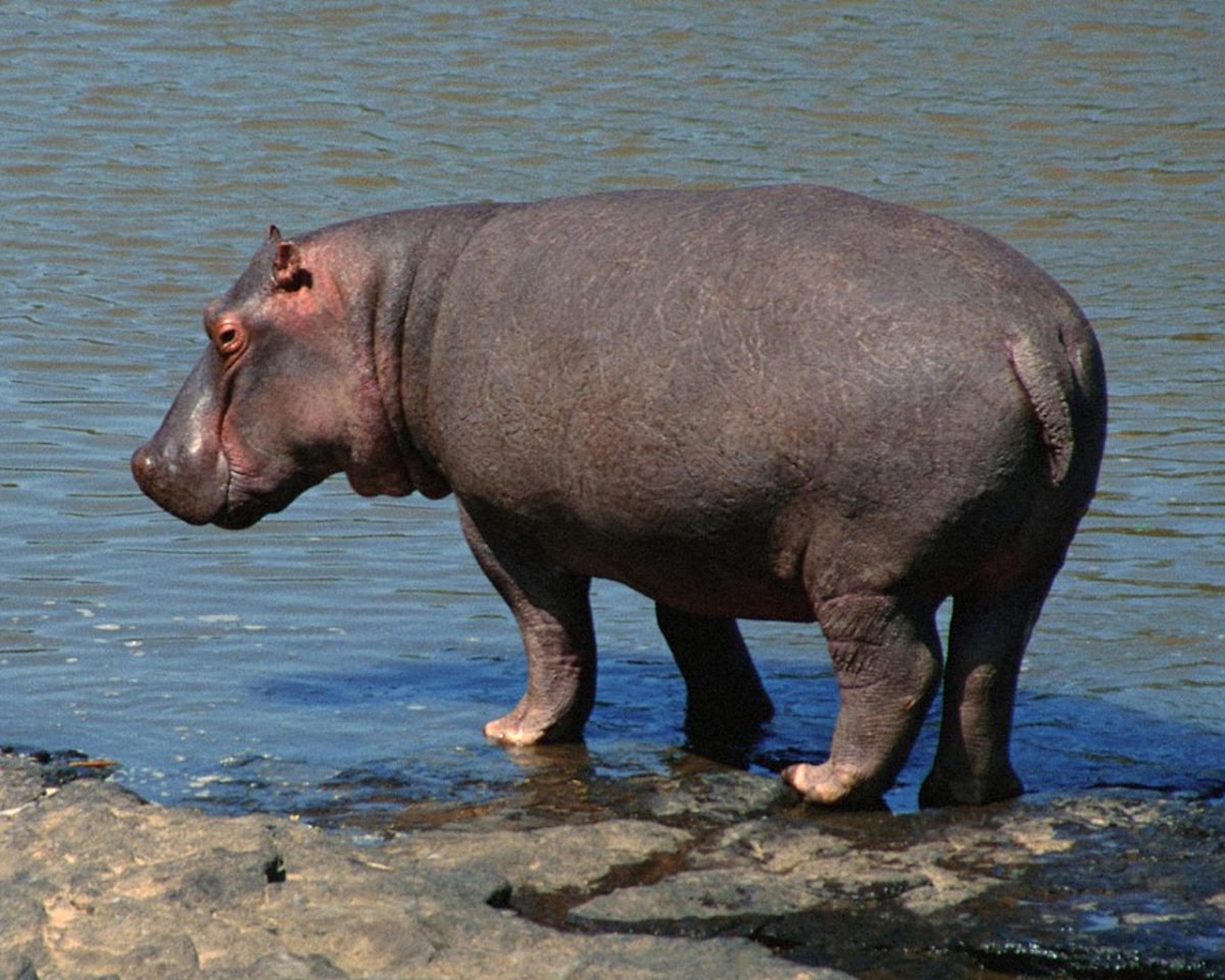 Гиппопотам Хьюго