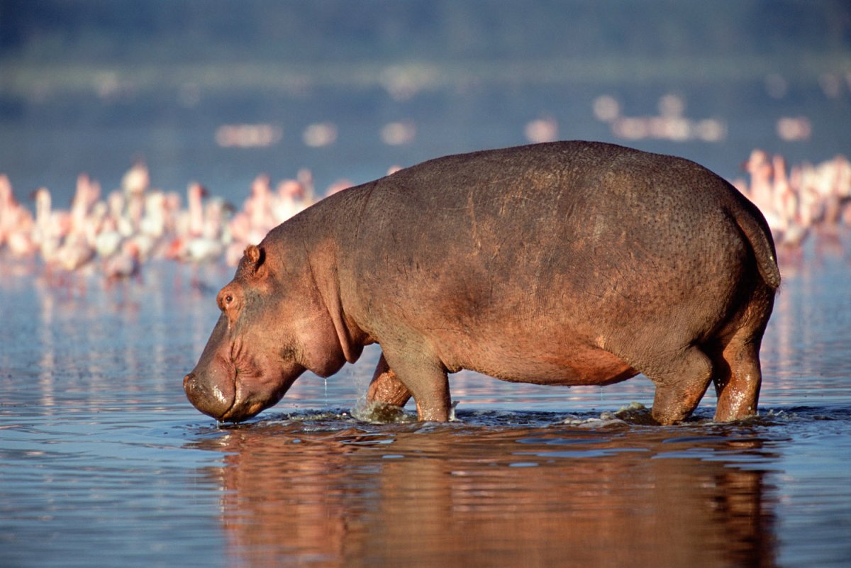 Бегемот фото животное афиша