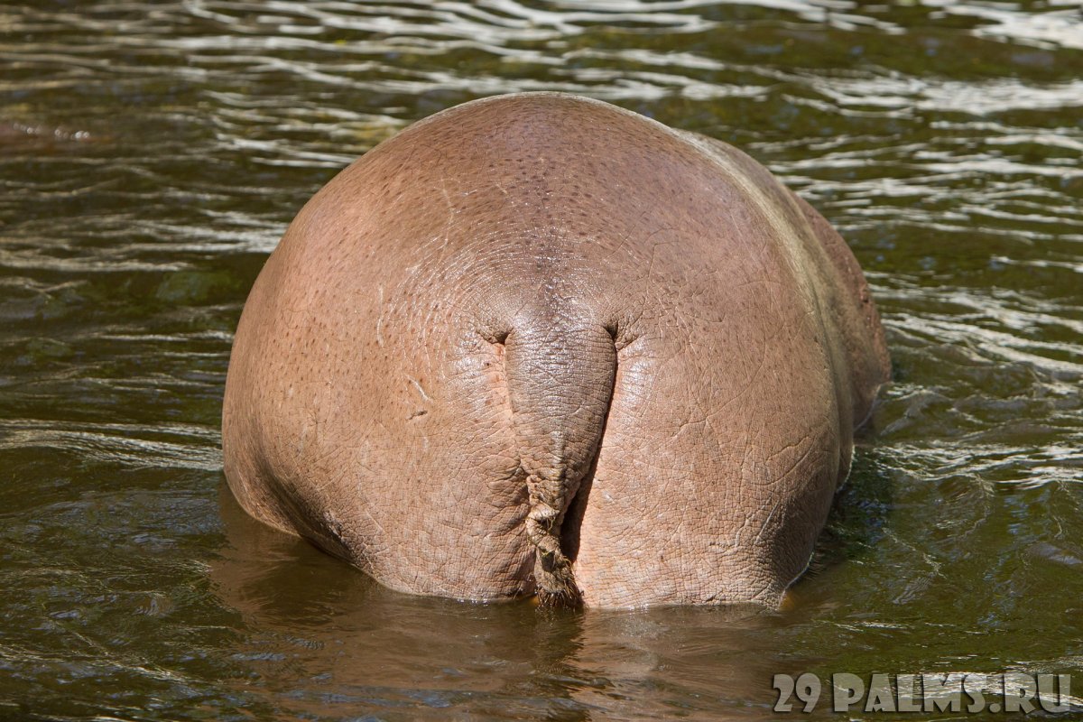 Попа бегемота