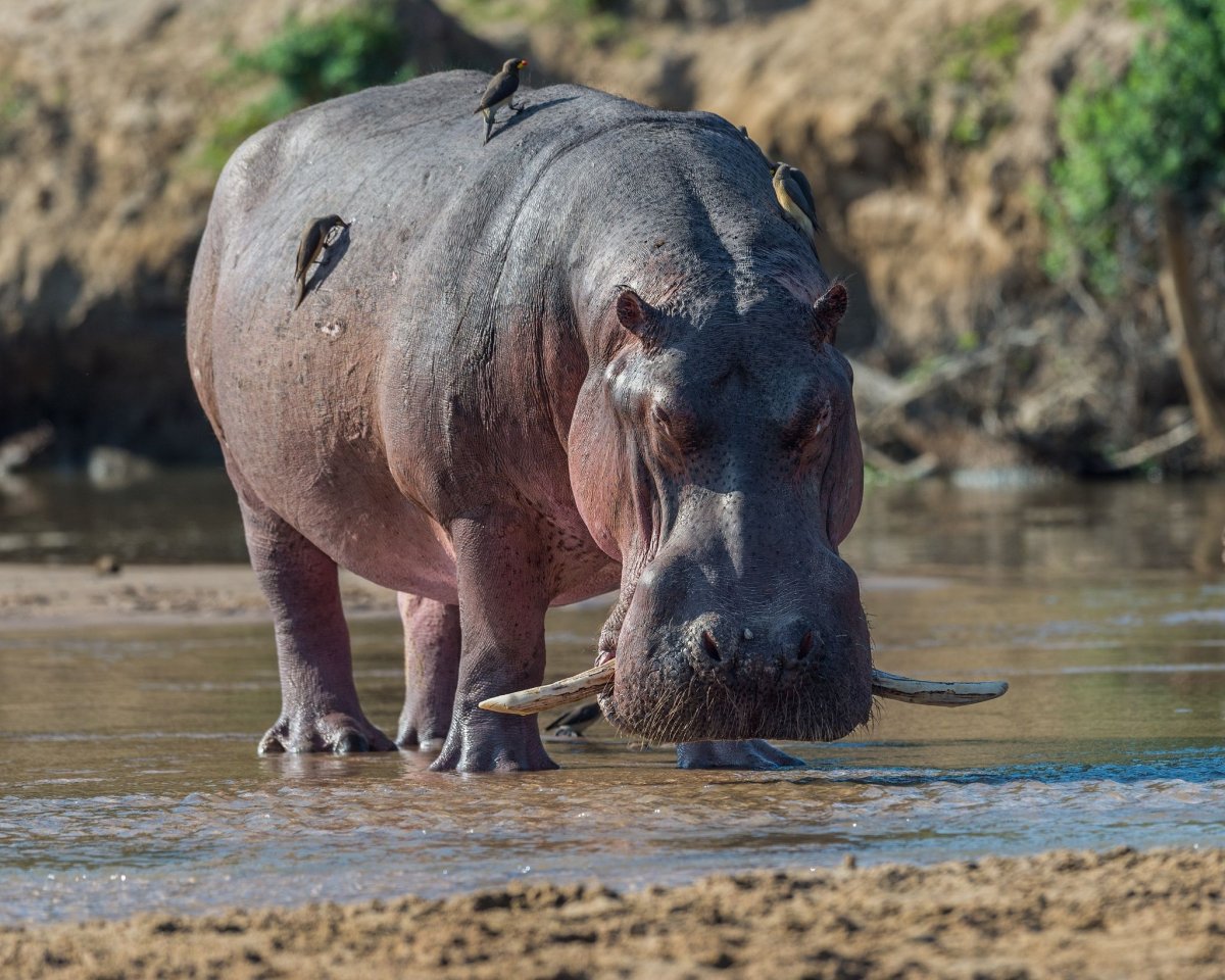 Таинственный гиппопотам