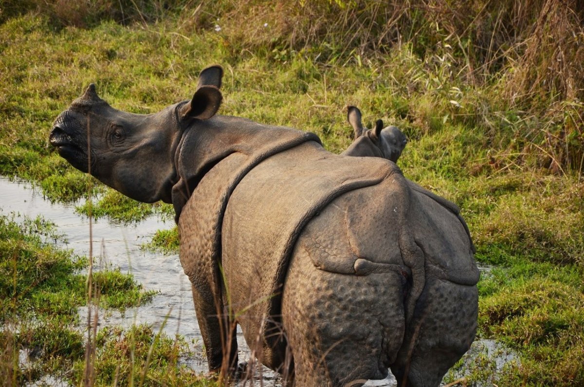 Носорог в природе