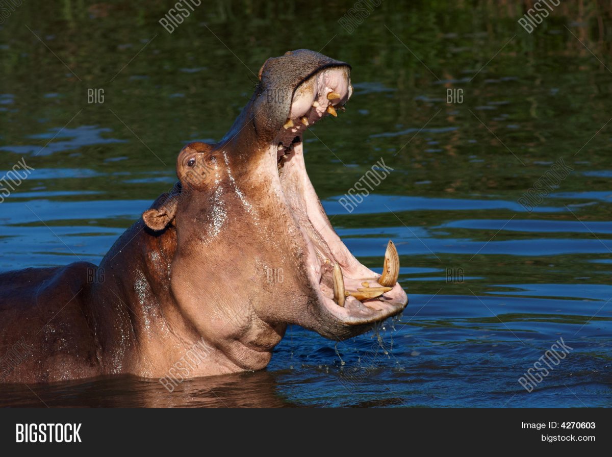 Изображение бегемота с открытой пастью выпрыгивает из воды