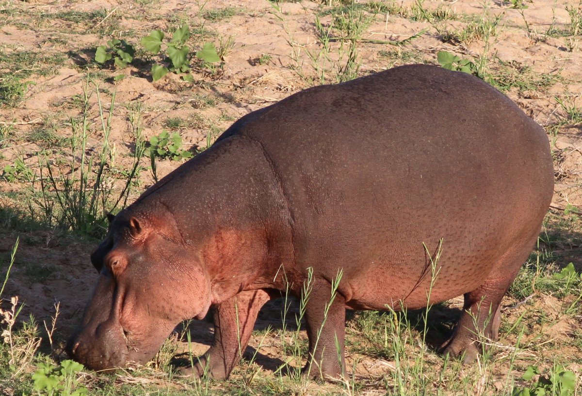 Красивый Бегемот