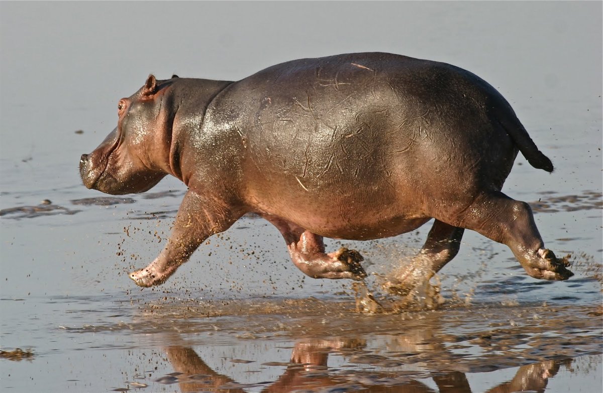 Бегемот в море